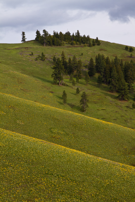 Hills Covered In Arrow-Leaf Basalmroot Flowers