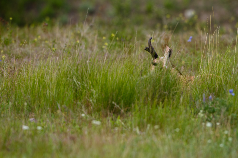 Pronghorn In Grass