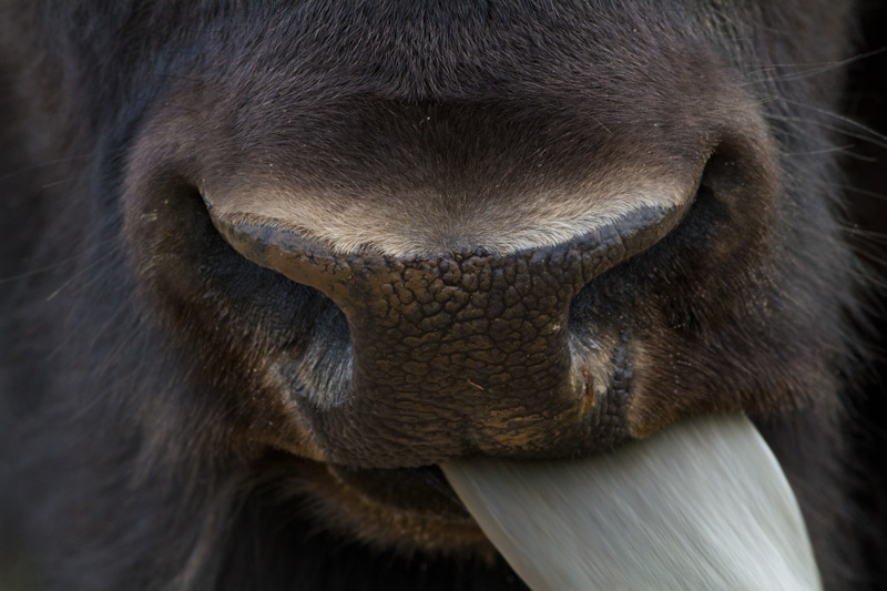 Bison Snout Detail