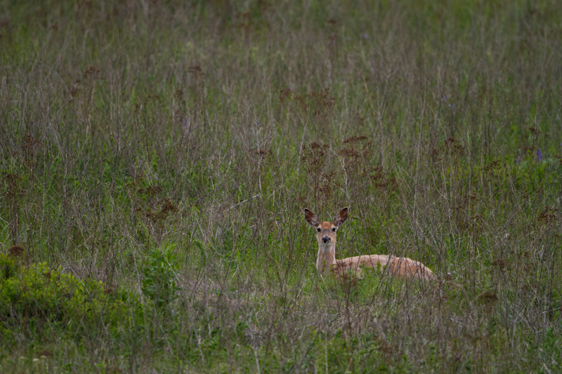 White-Tailed Deer In Grass