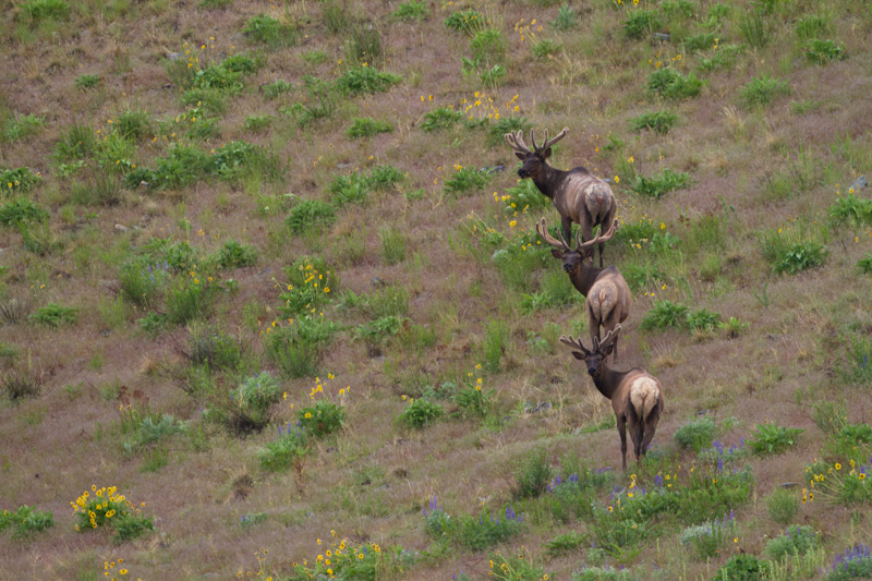 Elk On Slope