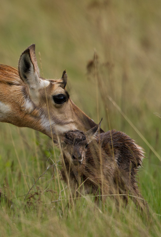 Newborn Pronghorn With Mother