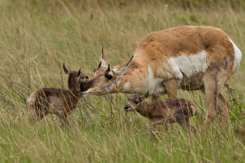 Newborn Pronghorns With Mother