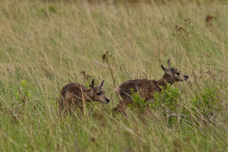 Newborn Pronghorns In Grass