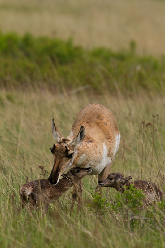 Newborn Pronghorns With Mother