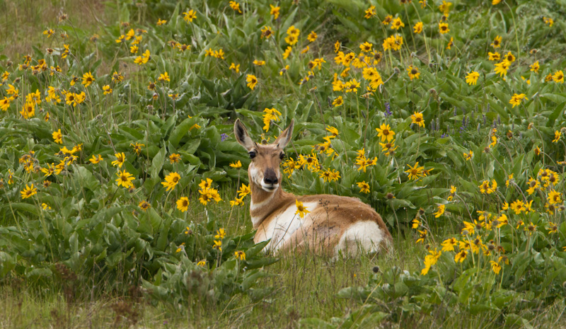 Pronghorn In Patch Of Arrow-Leaf Basalmroot