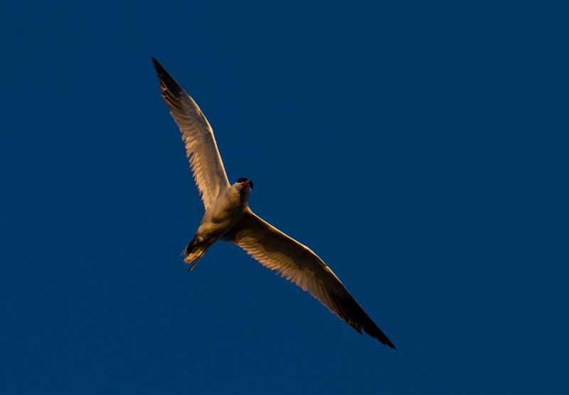 Caspian Tern In Flight