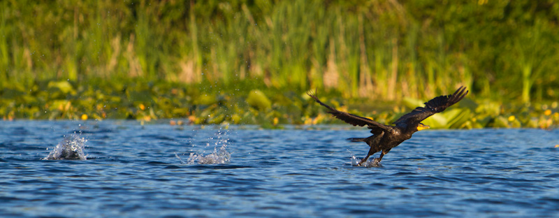 Double-Crested Cormorant Taking Flight