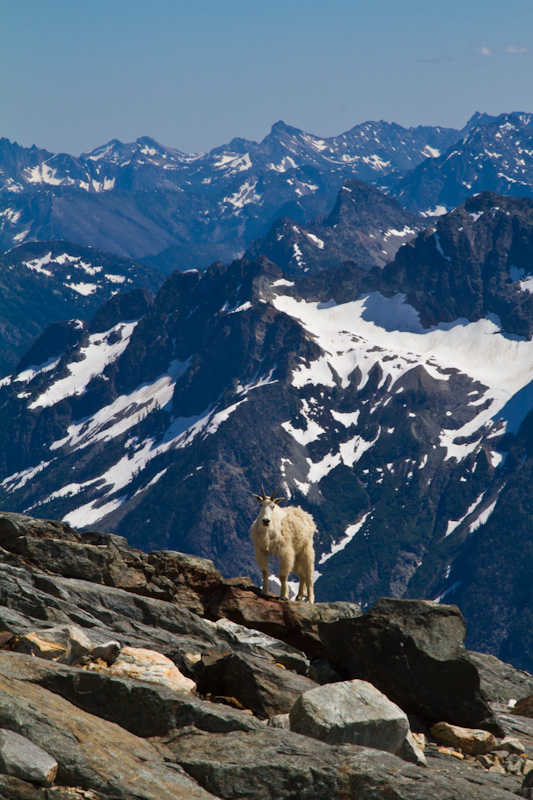 Mountain Goat And The North Cascades