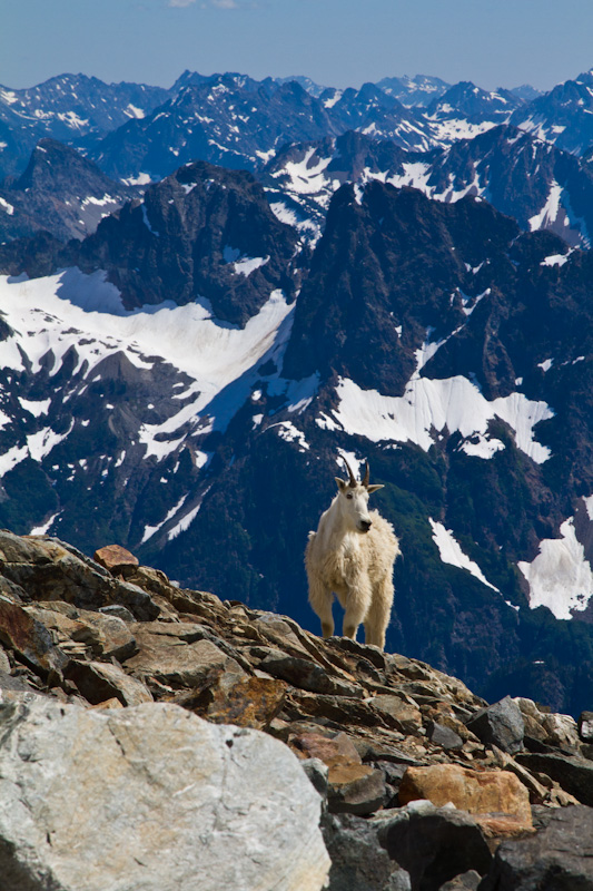 Mountain Goat And The North Cascades