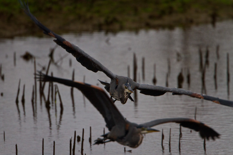 Great Blue Herons In Flight