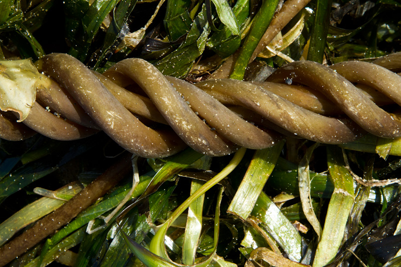 Twisted Kelp Fronds
