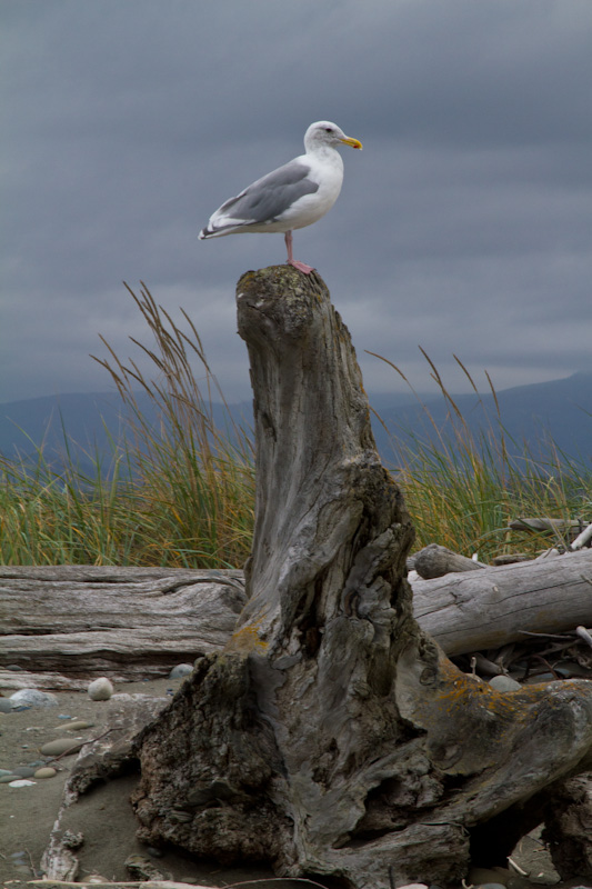 Gull On Driftwood