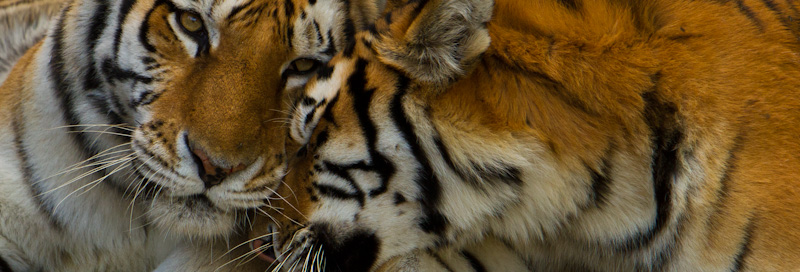 Tigers (Captive)