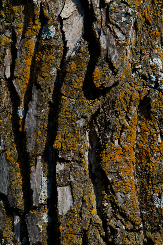 Cottonwood Bark Detail