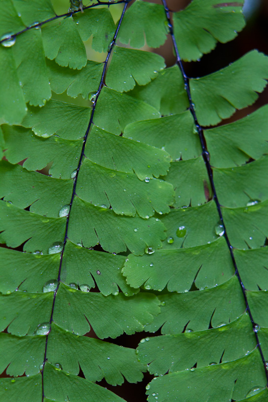 Raindrops On Ferns