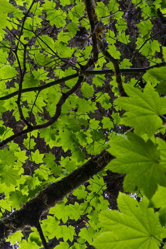 Looking Up At Maple Leaves