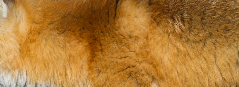 Red Fox Fur Detail