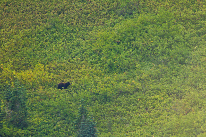 Black Bear In Berry Patch