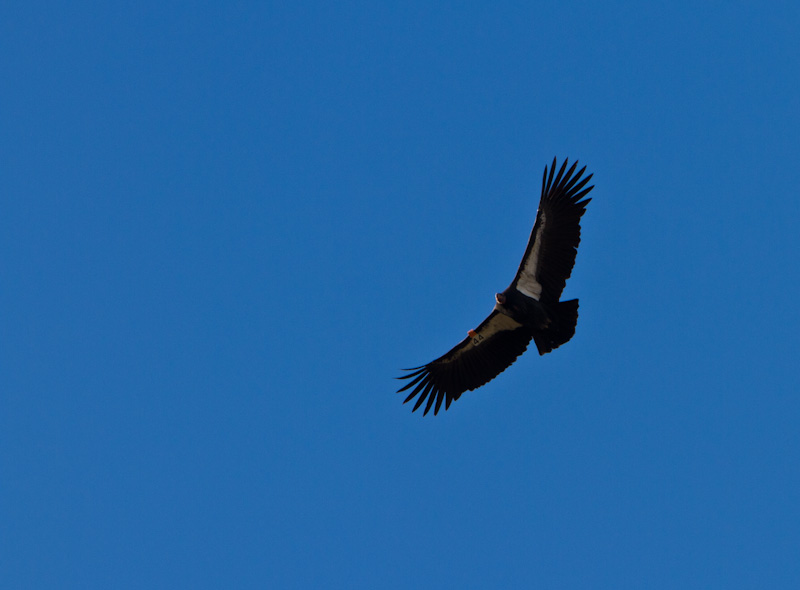 California Condor In Flight