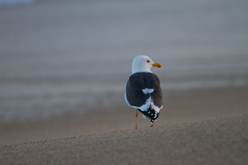 Gull On Beach