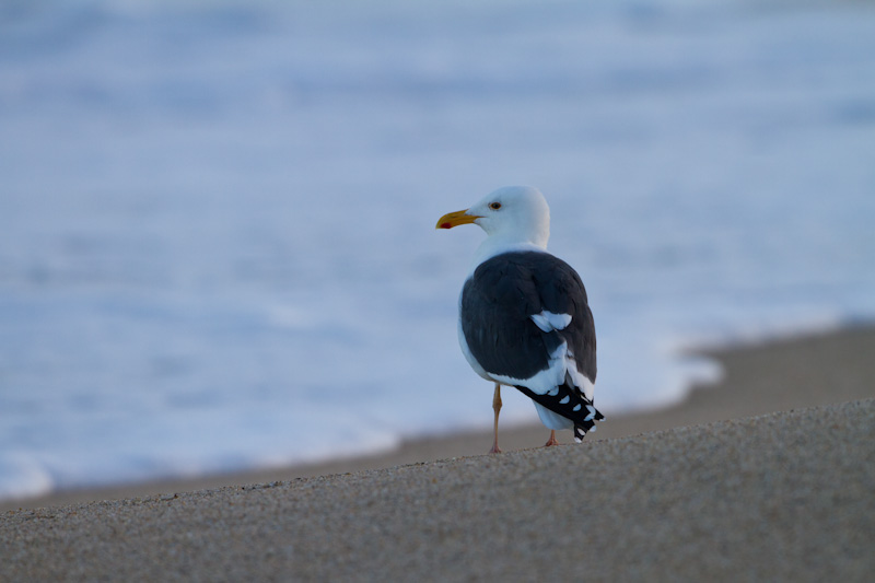 Gull On Beach