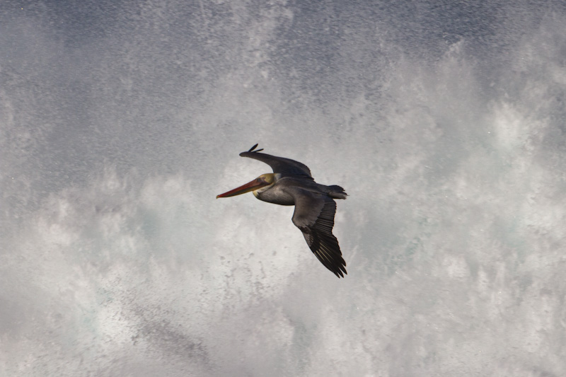 Brown Pelican Flying Through Surf