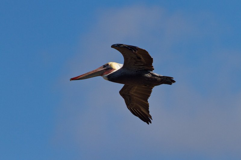 Brown Pelican In Flight