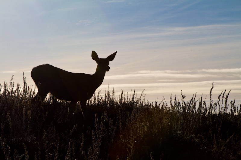 Mule Deer Silhouette