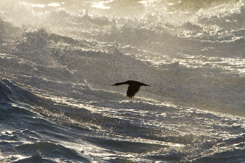 Cormorant Flying Through Surf