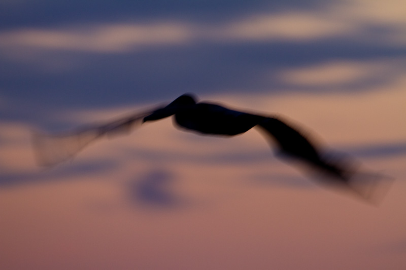 Brown Pelican In Flight At Sunset