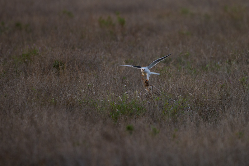 White-Tailed Kite