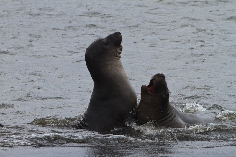 Juvenile Northern Elephant Seals Sparring In Surf
