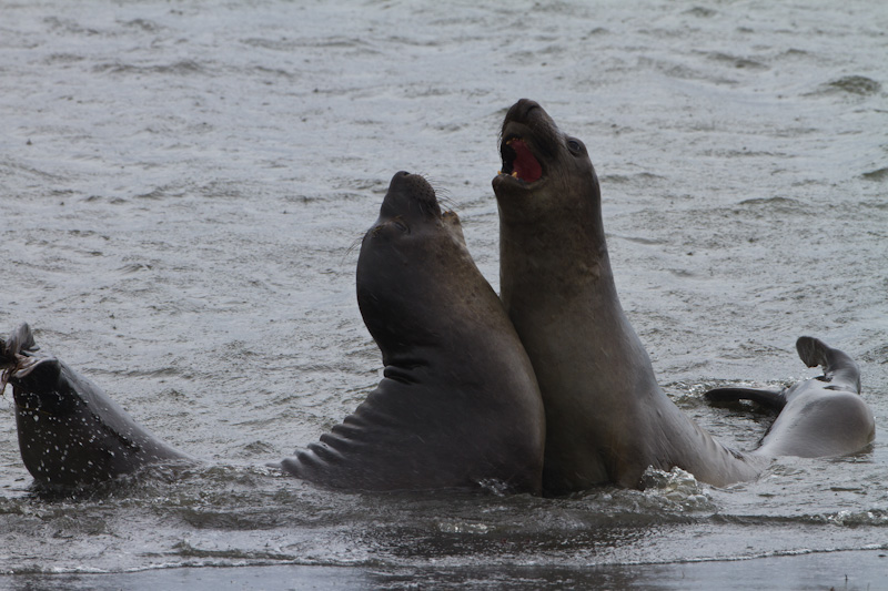 Juvenile Northern Elephant Seals Sparring In Surf