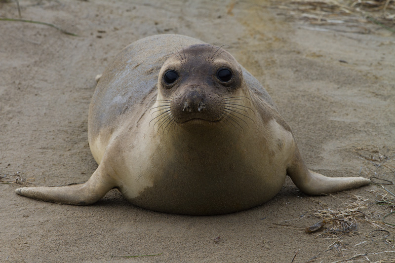 Juvenile Northern Elephant Seal