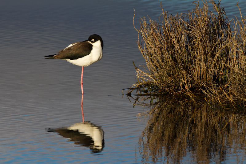 Black-Necked Stilt Reflected In Pond