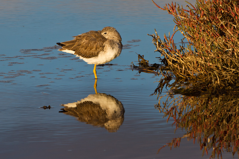 Lesser Yellowlegs Reflected In Pond