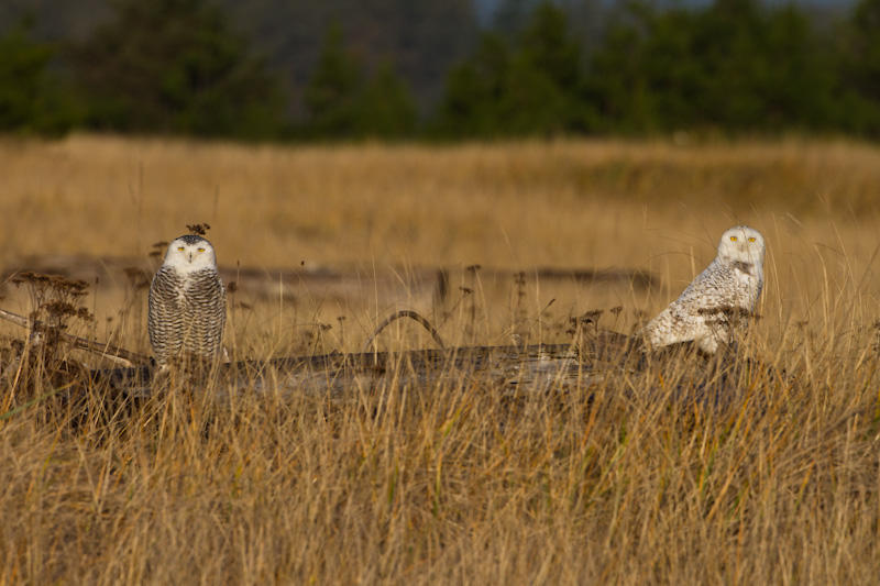 Snowy Owls On Driftwood