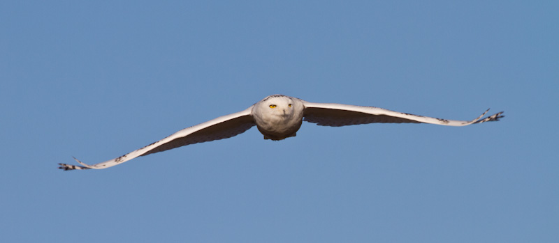 Snowy Owl In Flight