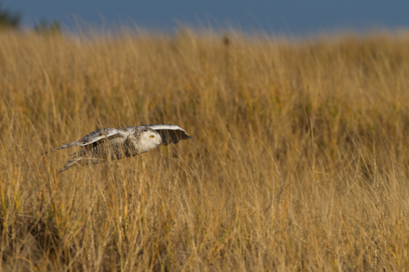Snowy Owl Flying Through Grass