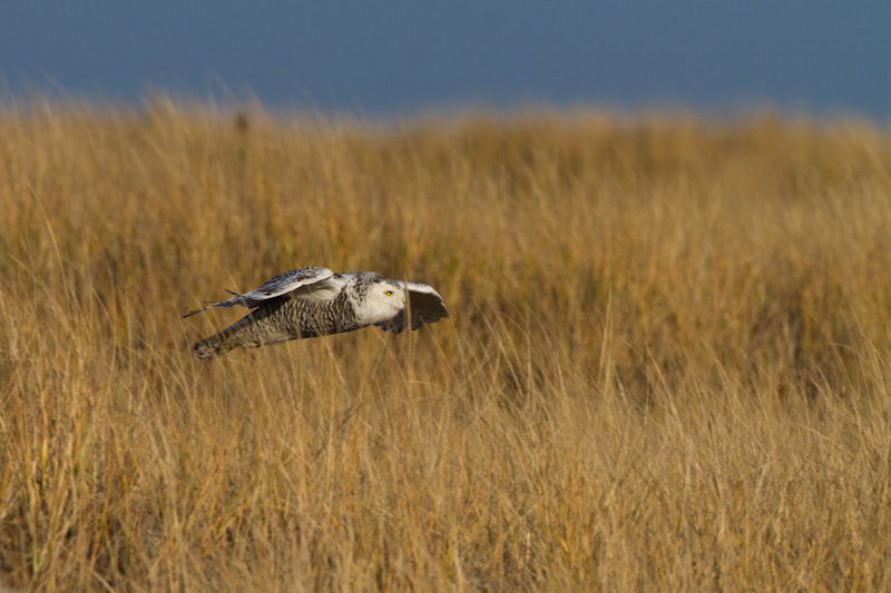 Snowy Owl Flying Through Grass