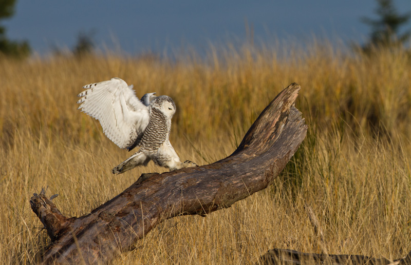 Snowy Owl Landing On Driftwood