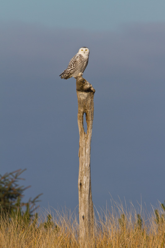 Snowy Owl Perched On Snag