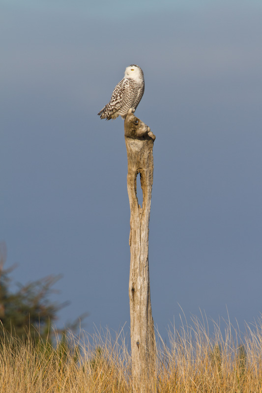 Snowy Owl Perched On Snag