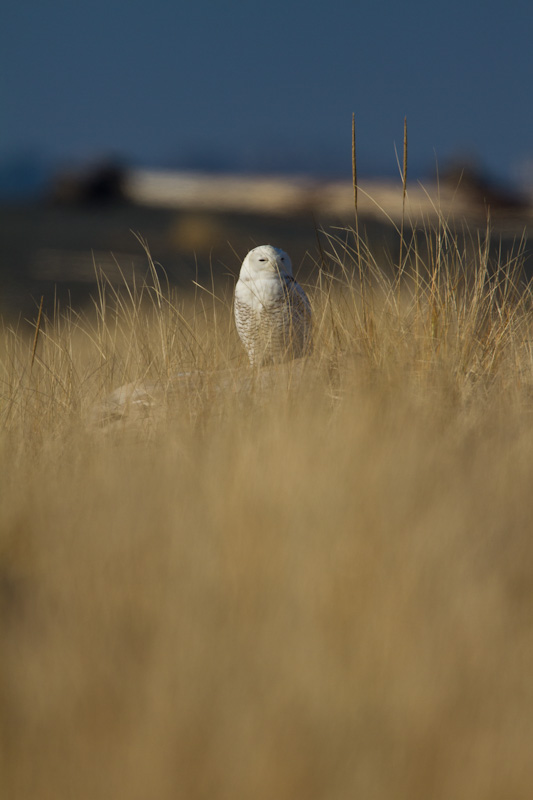 Snowy Owl In Grass