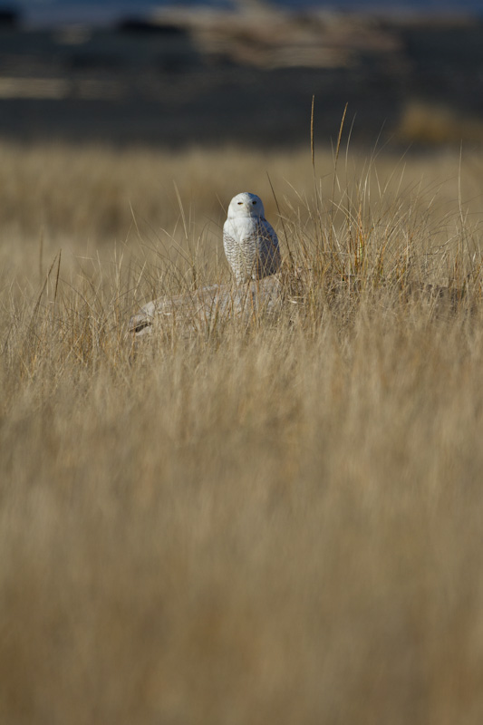 Snowy Owl In Grass