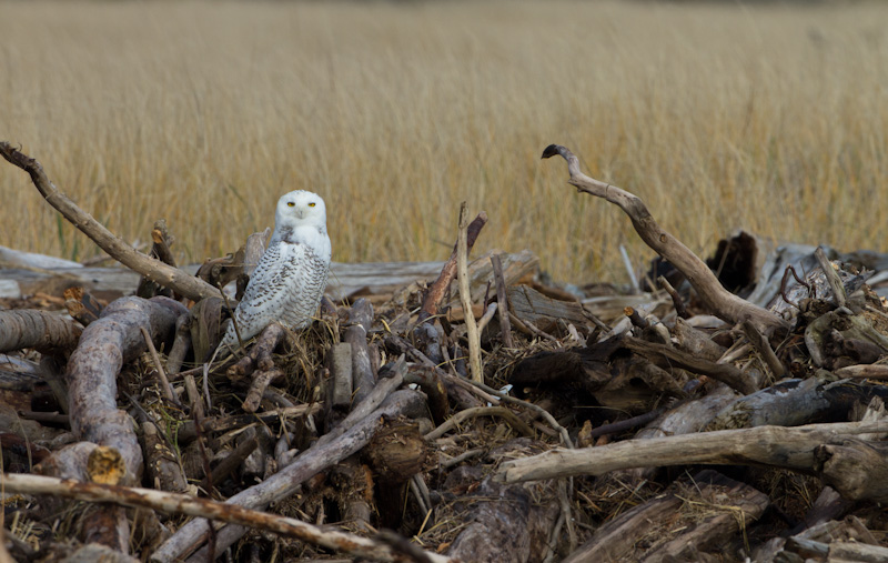 Snowy Owl On Driftwood