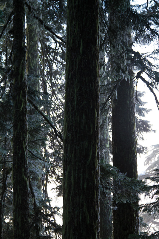 Lichen On Tree Trunks