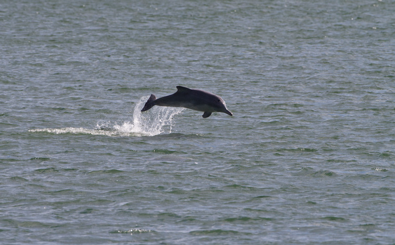 Indo-Pacific Bottlenose Dolphin Breaching