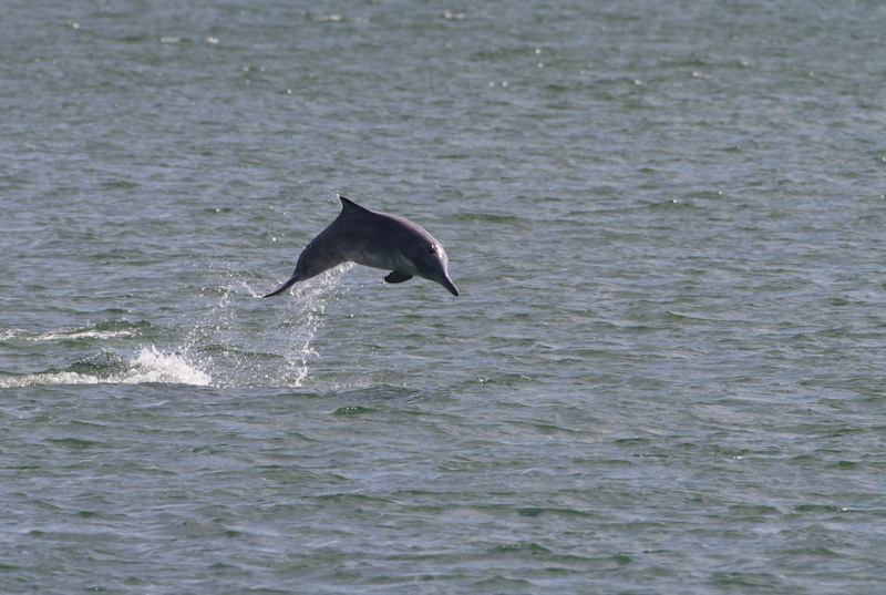 Indo-Pacific Bottlenose Dolphin Breaching
